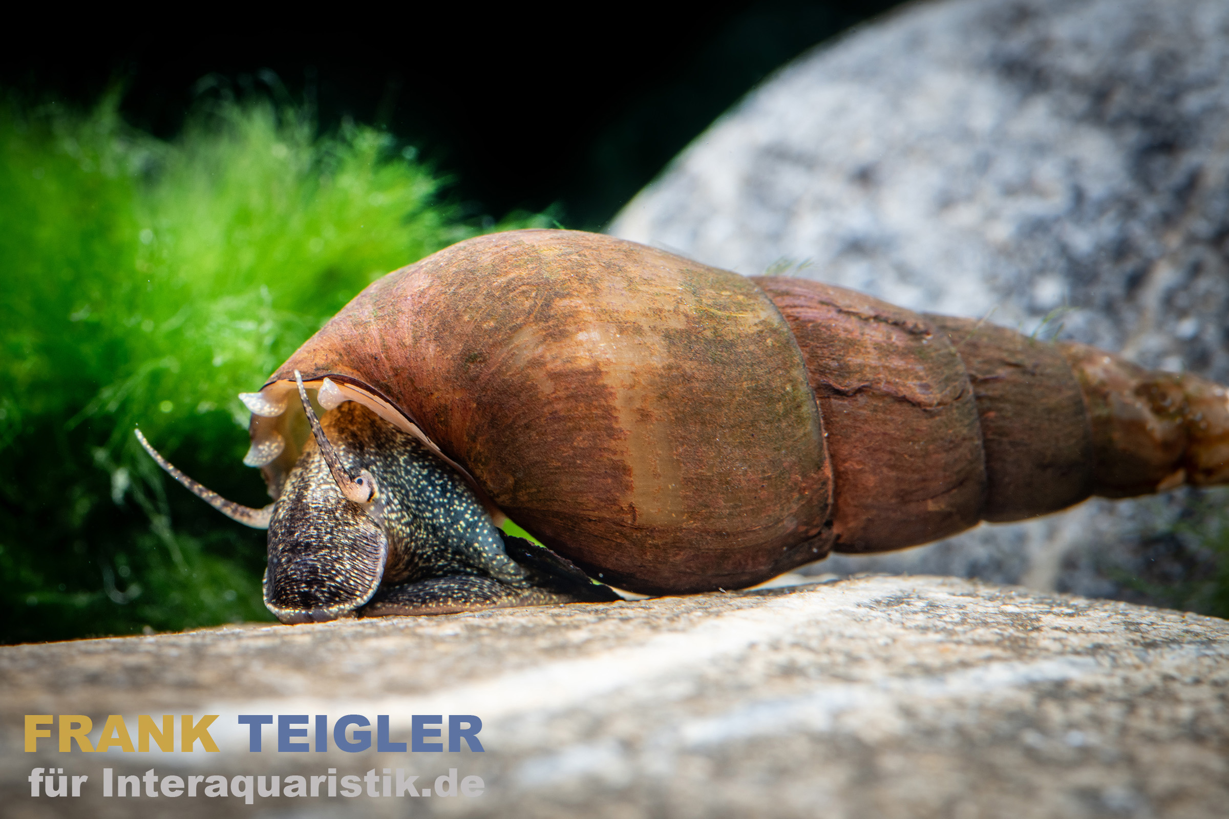 Schwarze Zwergperlhuhnschnecke, Tylomelania sp. Mini Black